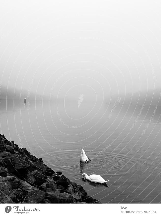 Zwei Schwäne auf dem Kanal die Köpfe ins Wasser eintauchen Schwan Meer Horizont Ostsee Weitsicht melancholie Einsam anmutig elegant weiß schwanenhals Tier Vogel