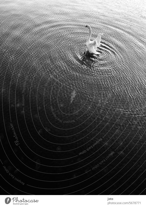 Schwan streckt seine Flügel aus im Wasser Meer Horizont Ostsee Weitsicht melancholie Einsamkeit allein anmutig elegant weiß schwanenhals Tier Vogel Feder schön