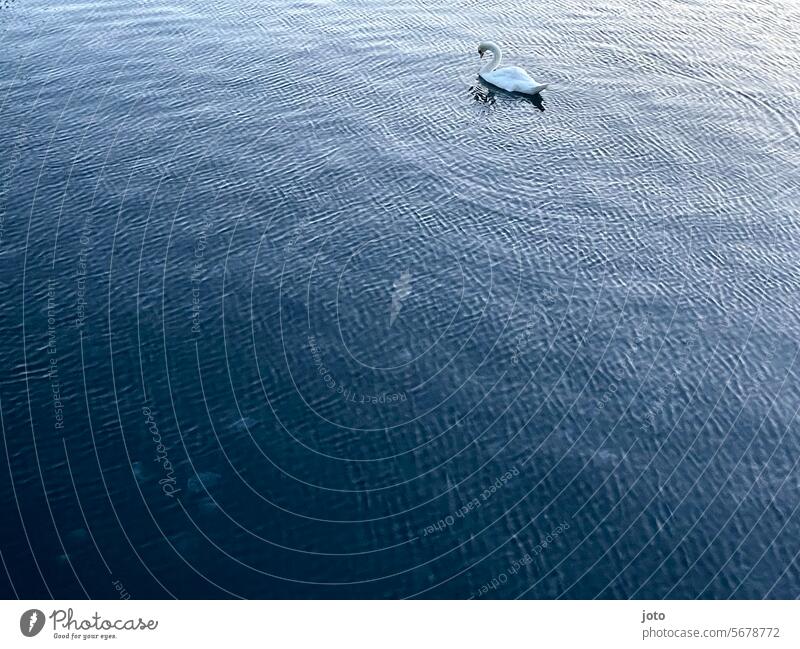 Schwan schwimmt auf dem Wasser und zieht Wellen Meer Horizont Ostsee Weitsicht Einsam allein anmutig elegant weiß schwanenhals Tier Vogel Feder schön Natur