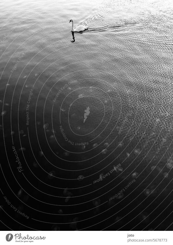 Schwan schwimmt zielstrebig im Wasser über Quallen und bildet Wellen Meer Horizont Ostsee Weitsicht Einsam allein anmutig elegant weiß schwanenhals Tier Vogel