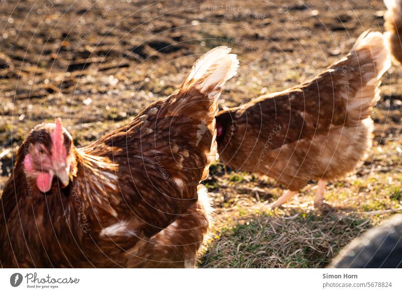 Hühner in Freilandhaltung Legehennen Auslauf Biobauernhof Landwirtschaft ökologisch Bauernhof Nutztier Tierhaltung Eier Tierporträt artgerecht freilaufend
