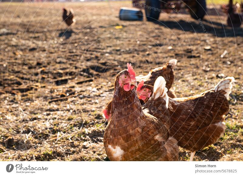 Hühner in Freilandhaltung Legehennen Auslauf Biobauernhof Landwirtschaft ökologisch Bauernhof Nutztier Tierhaltung Eier Tierporträt artgerecht freilaufend