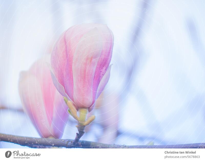 Endlich Frühling - die Magnolie blüht Blüte Frühlingsfarbe Frühlingsblüte Natur rosa Magnolienblüte Frühlingsgefühle natürlich Garten Tulpen-Magnolie