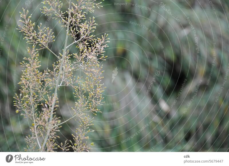 Pflanzenreich | zartes Grün | Zweig mit Knospen & aufgehenden Blüten vor unscharfem Bambus im Hintergrund. grün Natur Menschenleer Außenaufnahme Wachstum