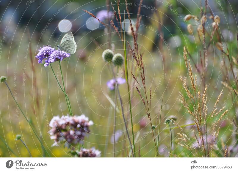 Sehnsucht nach Sommer | die Unbeschwertheit und Leichtigkeit genießen. Sommerwiese Gräser Wiese Blumenwiese Wildblumenwiese Schmetterling Blüten Gras Halme grün
