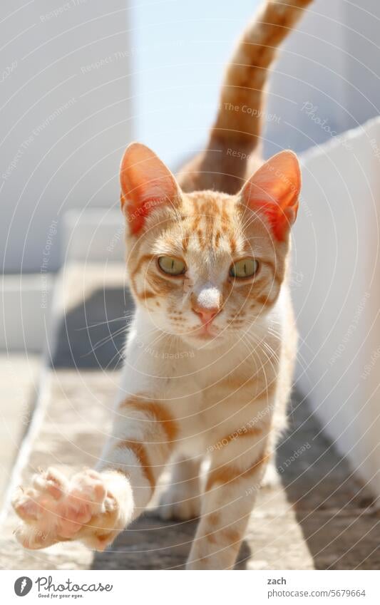 Cats Katze Tier Kater Griechenland Haustier Tierporträt Hauskatze niedlich