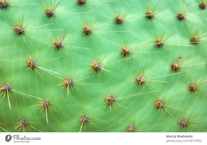 Close up Foto von Opuntia galapageia Pad mit Stacheln, selektiven Fokus, abstrakte Natur Hintergrund. Opuntien-Galapageie Blatt Unterlage Kaktus stachelig
