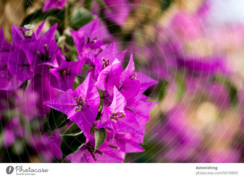 Blumen Blüte lila violett Pflanze wachsen Sommer Farbe grün Blütenblatt Natur Garten Frühling Blühend natürlich Nahaufnahme schön Farbfoto Außenaufnahme