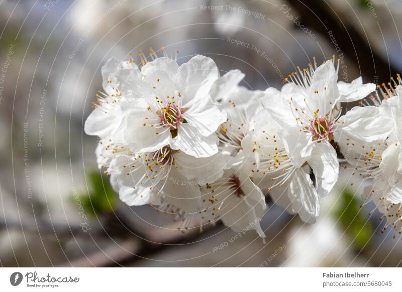 weiße Blüten an einem Obstbaum im Frühling obstbaum blüte apfelbaum birnbaum pflaume garten frühling zwetschge deutschland
