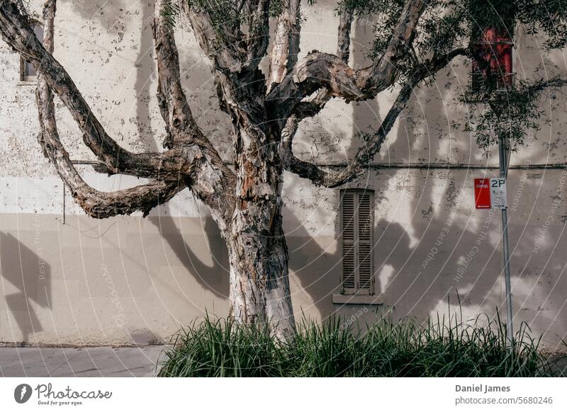 Zotteliger Baum neben dem alten Haus Baumrinde Straße Paperbark urban Strukturen & Formen Zeichen Vorstadt Schatten Rinde Detailaufnahme Fenster Wand