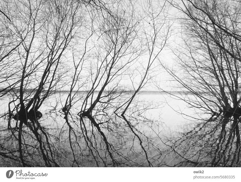 Hochwasser Bäume überschwemmt unter Wasser Wasserstand Zweige Äste Wachstum Wasserspiegelung Reflexion & Spiegelung Spiegelbild Schwarzweißfoto Außenaufnahme