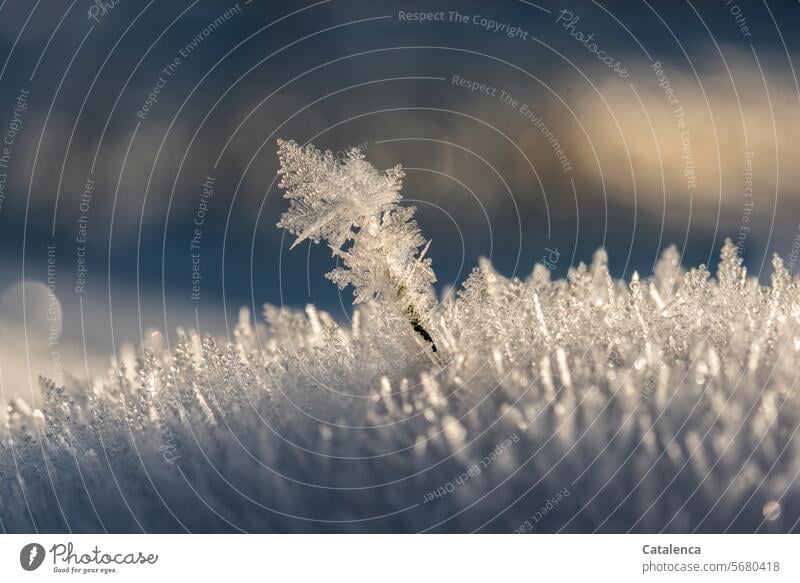 Eiskristalle Januar Klima Wintertag Jahreszeiten Blau Tageslicht Struktur gefroren schön frostig Frost Winterstimmung Kälte winterlich Raureif Wetter kalt