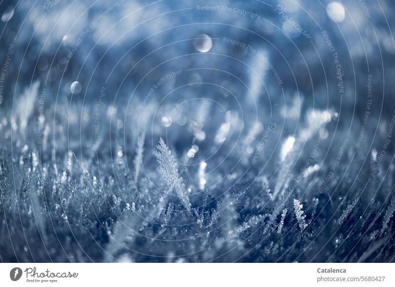 Eiskristalle in Blau frieren kalt Wetter Raureif Jahreszeit Winter winterlich Kälte Winterstimmung Frost frostig schön gefroren Struktur Tag Tageslicht