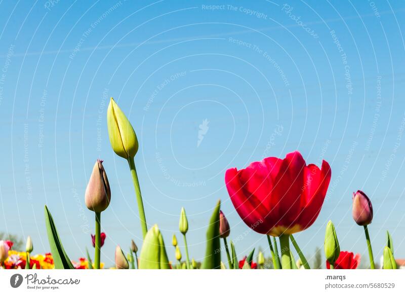 Tulpen blau Himmel grün rot Blume Pflanze Frühling Garten Erfolg Kontrast Freude Zierpflanze Stengel Beet Blüte Schönes Wetter Blühend Feld Nahaufnahme