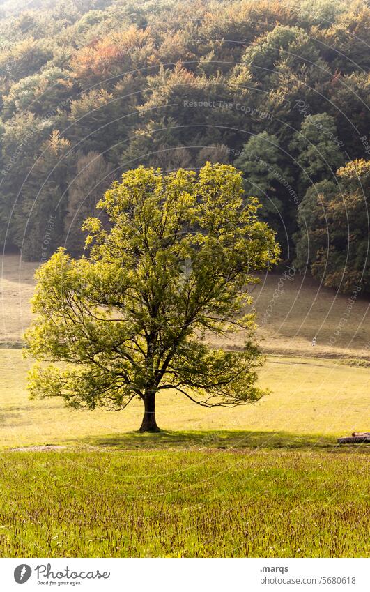 Esche Stimmung genießen Erholung Baum Schönes Wetter Landschaft Natur Umwelt Wiese natürlich Sommer Wald