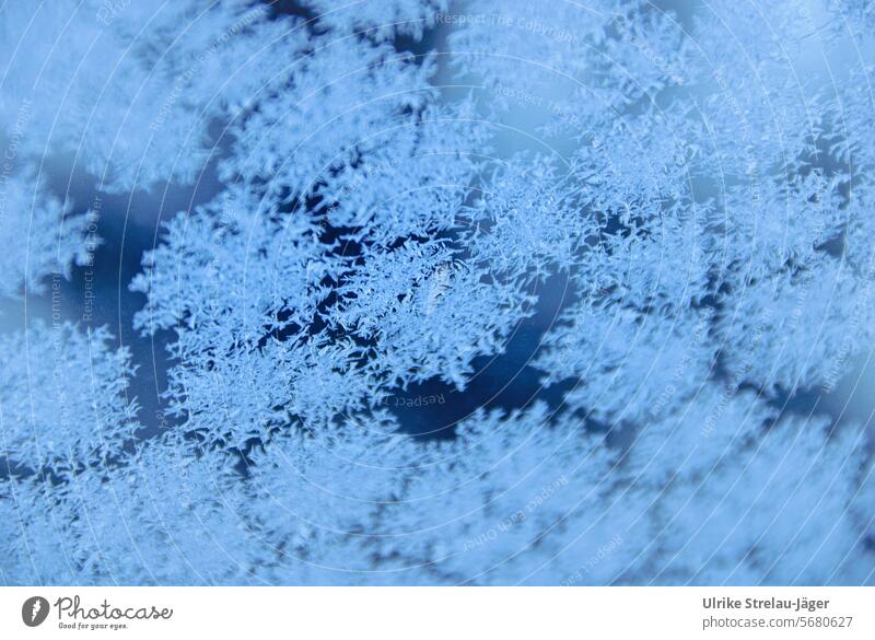 Eisblumen an einem frostig kalten Fenster Frost gefroren frieren Eiskristall Kristallstrukturen Kälte Eiskristalle Muster Strukturen Strukturen & Formen Wasser