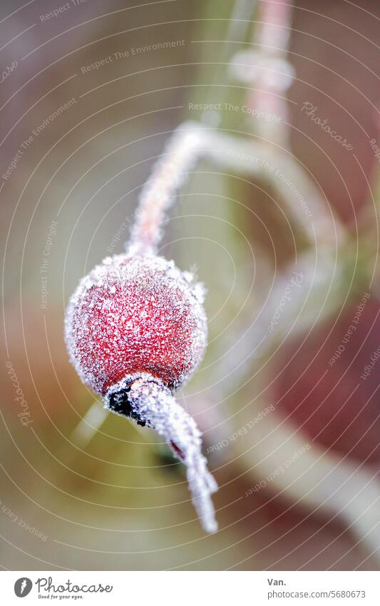 Frost is back kalt Raureif Hagebutte rot weiß Natur Winter gefroren Eiskristall Farbfoto Kälte Pflanze winterlich frostig Nahaufnahme