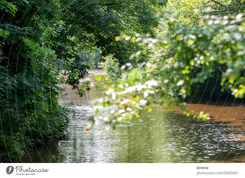 unbeschwerte Tage grün Strauch Wasser ruhig Grünpflanze Wald Landschaft Auwald Erholung langsam Flussufer Ruhe Reflexion & Spiegelung Einsamkeit Pflanze hängen