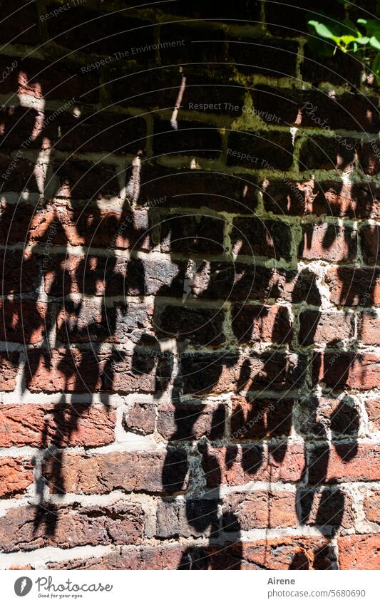 hingeworfener Schatten Ziegel rot schwarz Backstein Backsteinwand Mauer Fassade Kontrast hängen Blätter Schattenwurf Klinker Ziegelbauweise Blatt