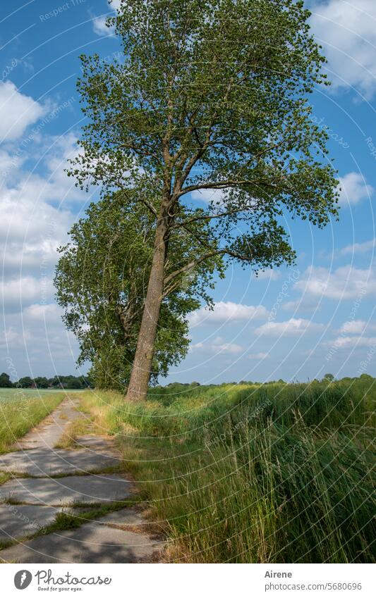wenig genutzte Fahrspur Wege & Pfade Pappelallee idyllisch schönes Wetter Baum wandern Ruhe entspannend Landschaft Wiese beruhigend still Menschenleer Fußweg