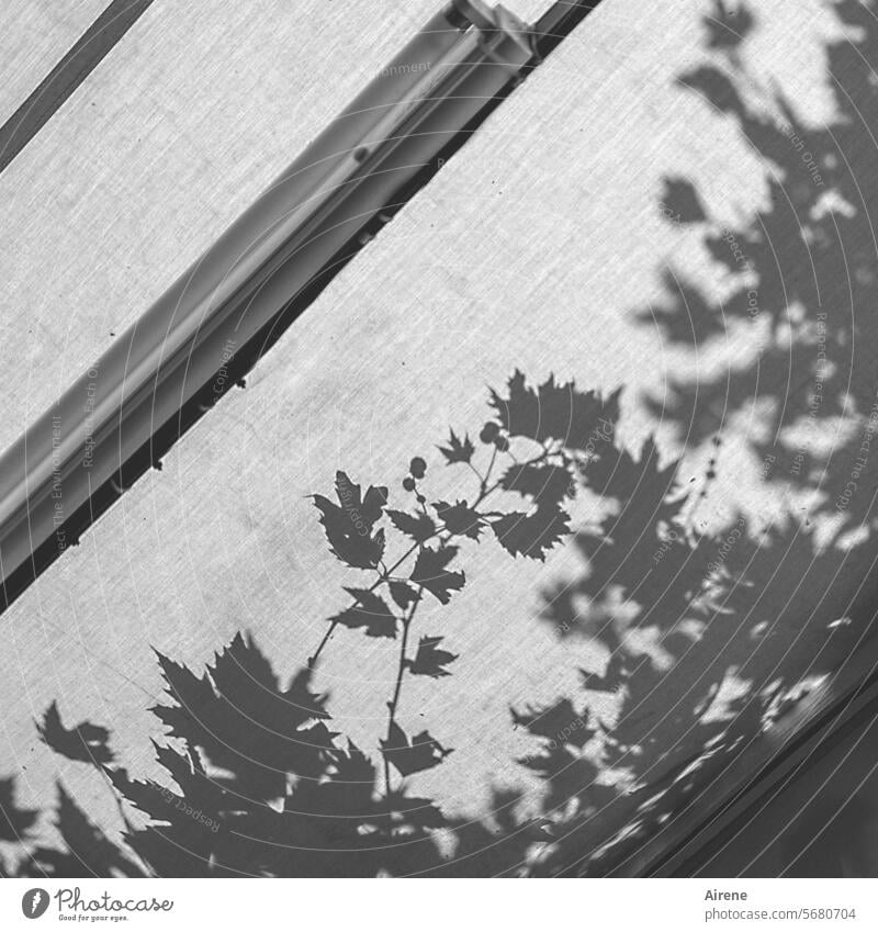 Blätterdach Markise Kletterpflanze Licht und Schatten Scherenschnitt Kontrast Lichteinfall schwarz Schattenwurf schattig Blatt weiß sonnig beschattet
