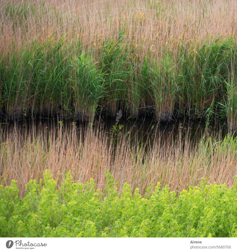 R wie... | reihenweise Natur ruhig nass Flussufer Wasser Schilf Wiese Ufer Schilfrohr Teich feucht Umwelt Pflanze Moor Wasserpflanze Feuchtgebiet grün braun