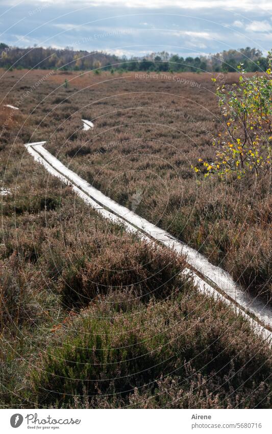 Pfad ins Ungewisse Fußweg vorwärts hölzern Laufsteg Einsamkeit Landschaft Steg Moor Holzweg Wasserpflanzen wandern Holzplanken Naturschutzgebiet Sumpf
