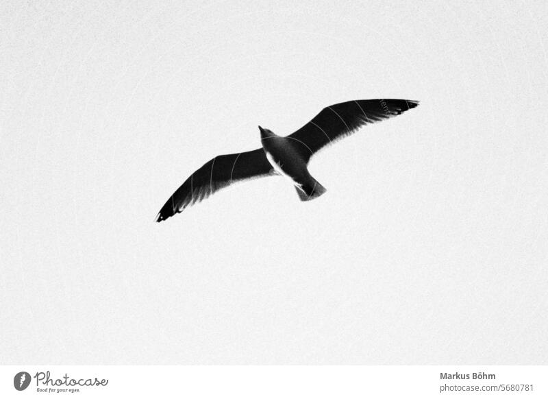Eine Möwe mal in Schwarz/Weiss fotografiert. Das Bild hat mal was anderes, sieht echt gut aus. tier möwe vogel fliegen luft tierwelt bonn beuel stadt strasse