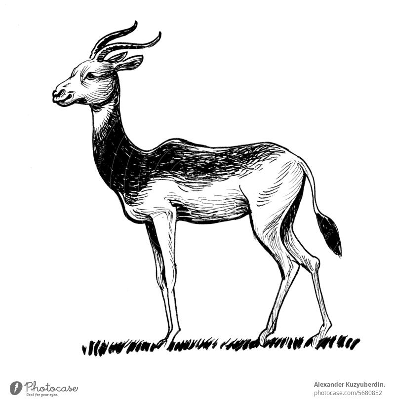 Antilope Tier. Tinte schwarz und weiß Zeichnung Antilopen Fauna Tierwelt Kunst Kunstwerk Skizze Tusche