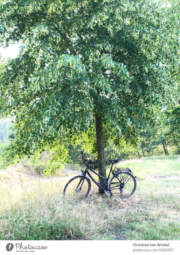 verdiente Pause auf der Fahrradtour Baum Wiese Fahrradfahren Freizeit & Hobby Natur Ausflug Ausflug ins Grüne Sommer unterwegs radwandern nachhaltig sportlich