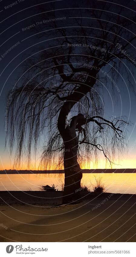 Weidenbaum im Winter bei Sonnenuntergang am See Dämmerung Stille Ruhe