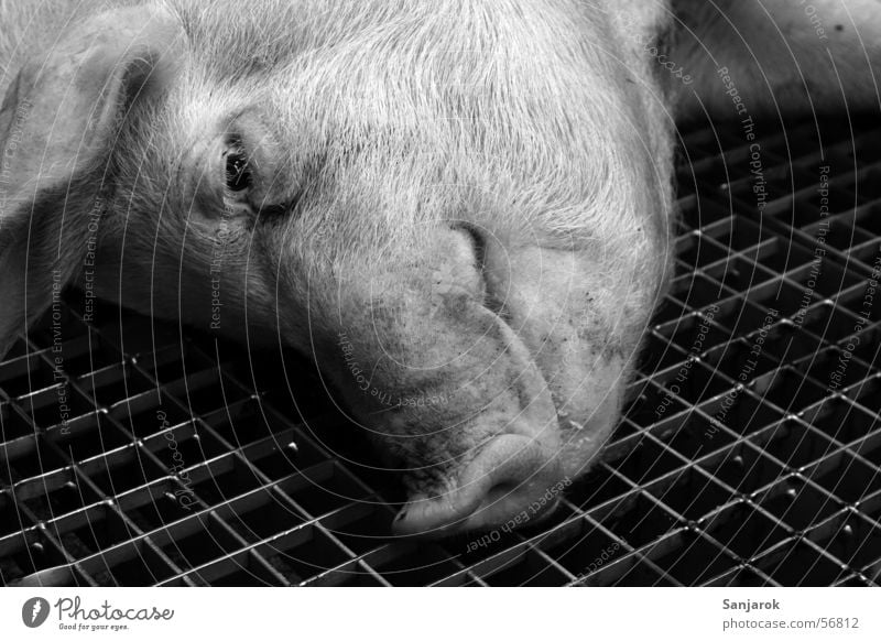 Das Leben ist schön Schwein Schlachtung Schlachthof Metzgerei Gitter ausbluten Blut töten brutal Fleisch Todesblick Trauer Tierporträt Schweinerei pig pork kill