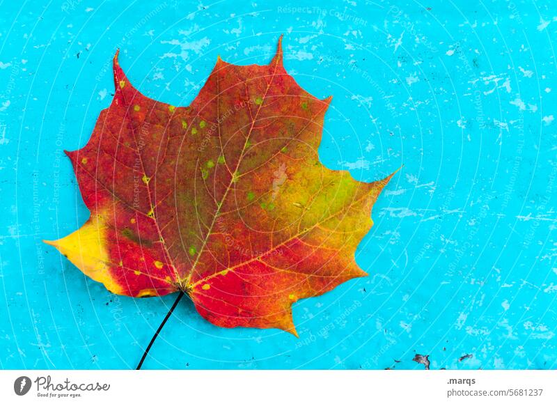 Blatt auf türkis Ahornblatt Herbst herbstlich mehrfarbig rot orange gelb natürlich Natur Nahaufnahme Herbstfärbung Herbstlaub Umwelt Jahreszeiten Freisteller