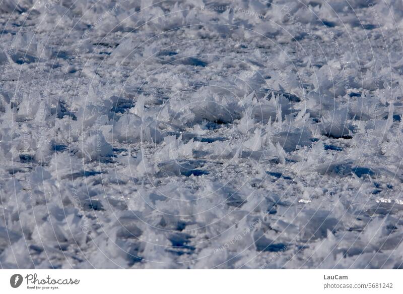 Eisblumen dicht an dicht Winter gefroren Frost Eisrosen gefrorener See zugefrorener See Kälte kalt eisig Eiskristalle eiskalt Raureif winterlich