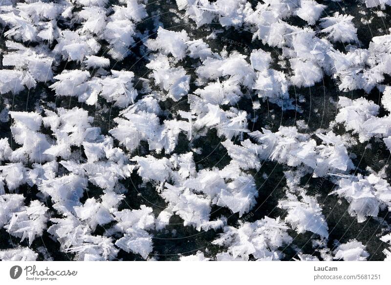 Eisblumen Eisrosen gefroren gefrorener See zugefrorener See Kälte kalt eisig Eiskristalle eiskalt Frost Winter Raureif winterlich Winterstimmung Schneekristall