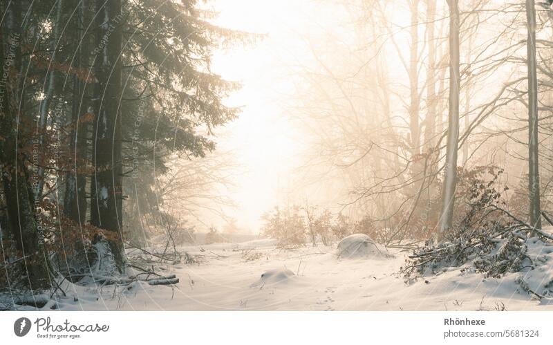 Nebel im Winterwald mit magischen Sonnenlicht Wintertag Winterspaziergang Winterstimmung geheimnisvoll Märchenhaft Deutschland Märchenwald stille Wetter Heimat