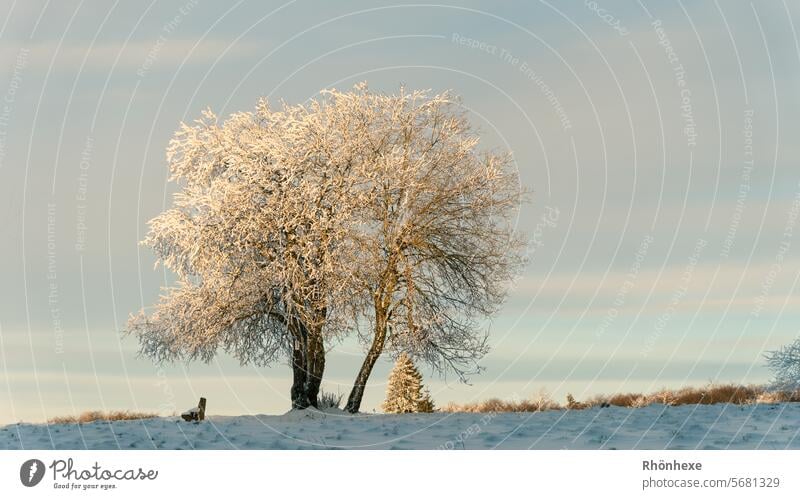 ein schneebedeckter Baum wird vom Abendlicht angestrahlt Winter Schnee Licht Landschaft Außenaufnahme Menschenleer Tag Natur Farbfoto weiß Himmel Schönes Wetter