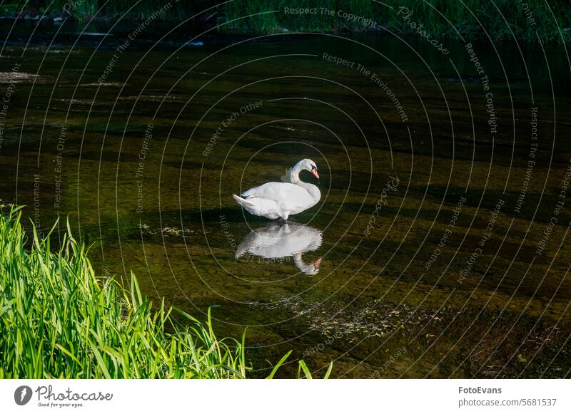 Ein Schwan auf dem Wasser eines kleinen Flusses cygnus Lebewesen Textfreiraum weiß strömen Ente Natur Deutschland Tag Gefieder Vogelart Hintergrund Feder Tier