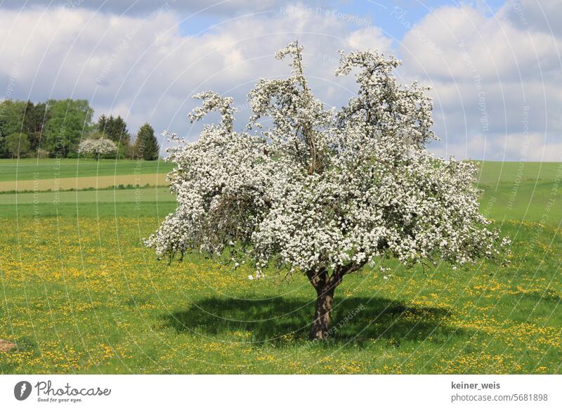 Der Apfelbaum blüht im Frühling auf einer grünen Wiese voller gelbem Löwenzahn apfelbaum frühling blüten Apfelblüten blühen wiese Natur apfelsaft apfelwiese