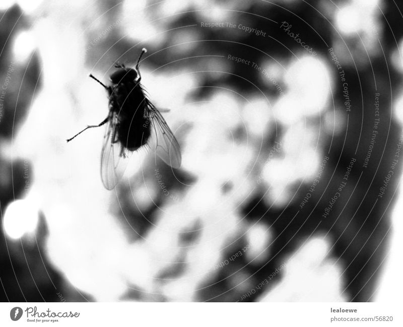 Fliege Fenster Insekt nah Fensterscheibe