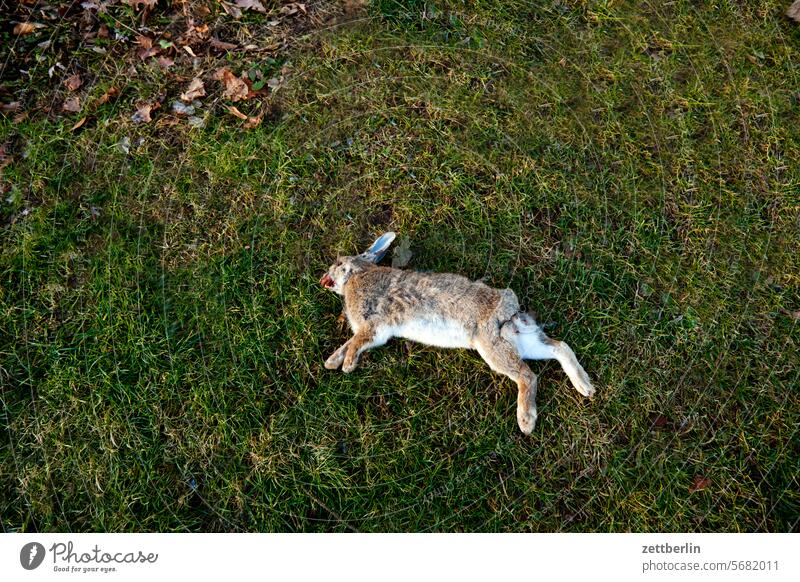 Kaninchen fell gras hase kadaver kaninchen kreislauf leiche liegen natur pelztier rasen tod tot unfall wiese überfahren wildkaninchen