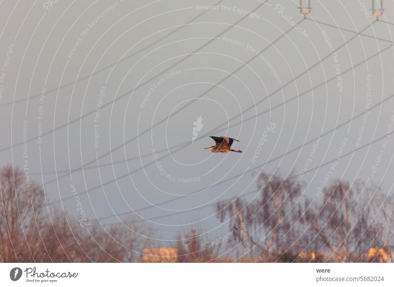 Ein Graureiher fliegt an einem frostigen Wintermorgen zwischen Stromleitungen in Siebenbrunn bei Augsburg Ardea cinerea Meringer Au Tier Vogel Textfreiraum