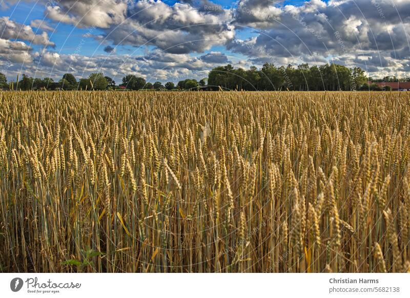 Getreidefeld im Spätsommer. Wolkenhimmel mit Sonnenschein über ein Weizenfeld. Feld Acherbau Landschaft Landwirtschaft Himmel Ernte Sonnenlicht gelb