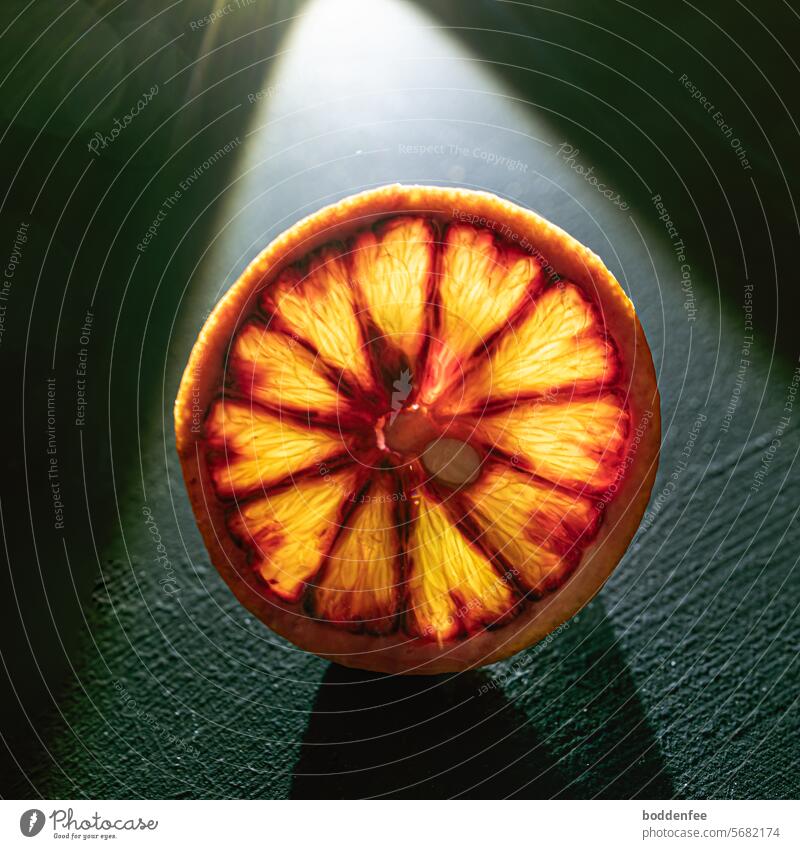 Eine Scheibe einer Blutapfelsine mit angeschnittenhem Kern im Lichtkegel einer Taschenlampe auf dunkelgrünem Grund Obst Apfelsine Scheibe von Blutapfelsine