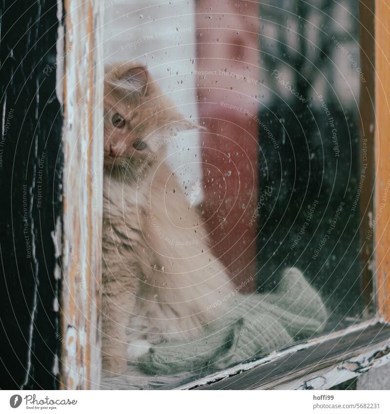 eine Katze hinter einem Fenstern mit Regentropfen  schaut interessiert herunter auf den Gehweg Fensterscheibe regnerisch fensternische interessierter blick