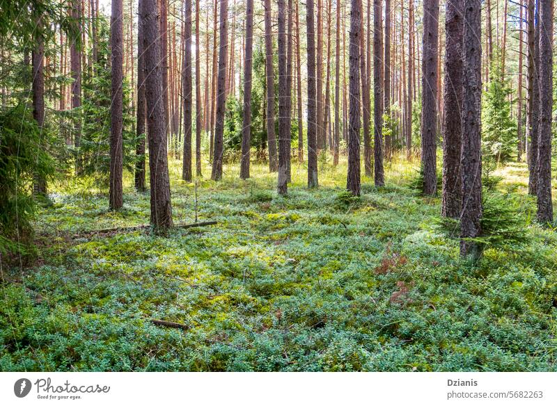 Ein Kiefernwald an einem Sommertag im August. Schlanke Kiefern und Preiselbeergestrüpp Wald Ansicht Baum Natur grün Landschaft niemand Gras Tag schön schlanke