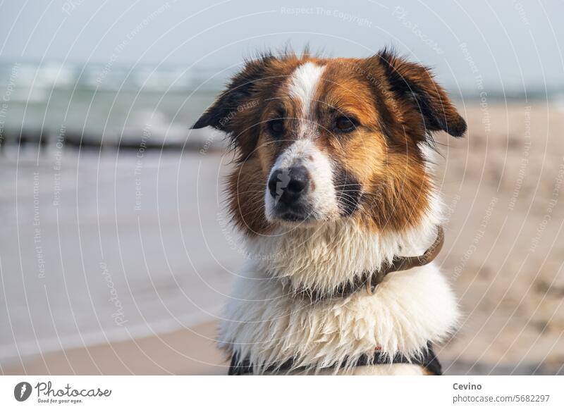 Hund am Strand Wasser Sand Wellen süß niedlich flauschig kuscheln Nasser Hund nass Urlaub Meer Sonne Strandspaziergang Hundeblick Hundeschnauze Halsband Fell