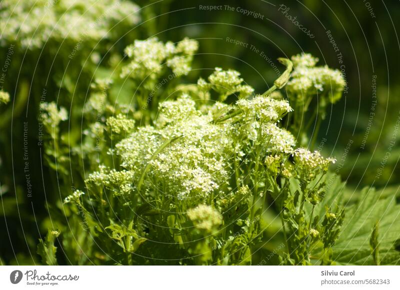 Nahaufnahme von Whitetop-Blüten mit selektivem Fokus auf den Vordergrund grün Blume Kraut Natur Pflanze mehrjährig Blatt botanisch Flora Umwelt Überstrahlung