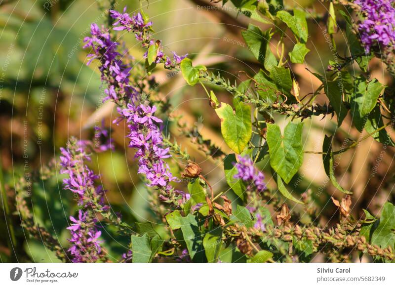 Nahaufnahme der Blüten des Blutweiderichs mit selektivem Fokus auf den Vordergund grün purpur Blume Strauch rosa gerade Blatt violett Blütenstand Hintergrund