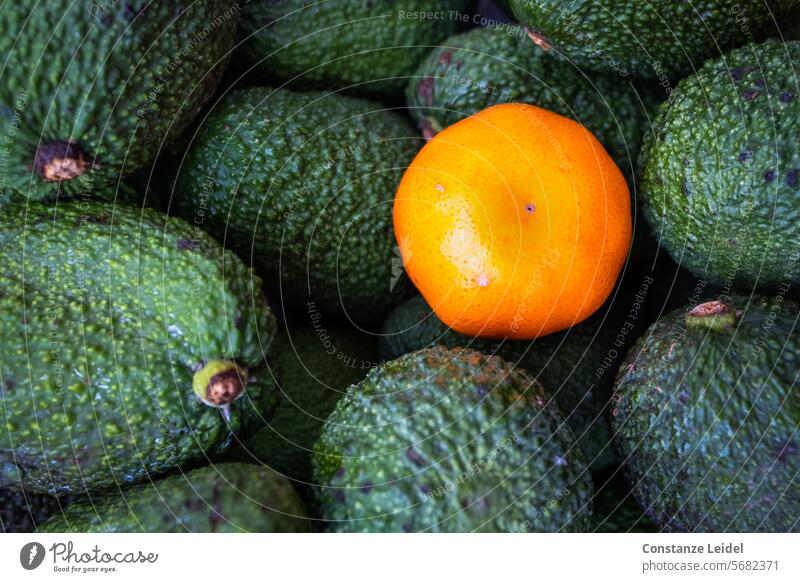 Eine Mandarine in der Avocadokiste Avocados Lebensmittel grün orange Clementine Frucht Gesundheit frisch organisch Vitamin reif lecker Vegetarier geschmackvoll